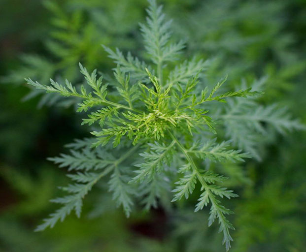 Artemisia Annua de Madagascar