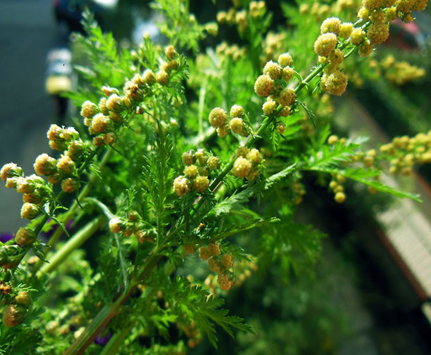 Artemisia Annua de Madagascar