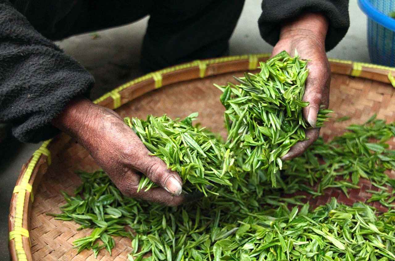 Thé vert de Madagascar