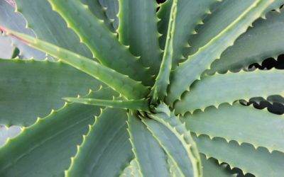 L’Aloe Vera où la plante miraculeuse