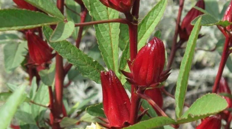 Hibiscus sabdariffa Fruits